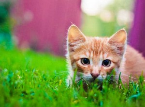 猫が外に出た場合、猫にどのようなワクチンを接種すればよいですか 
