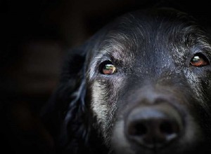 7 вещей, на которые нужно обратить внимание, если у вас есть пожилой питомец