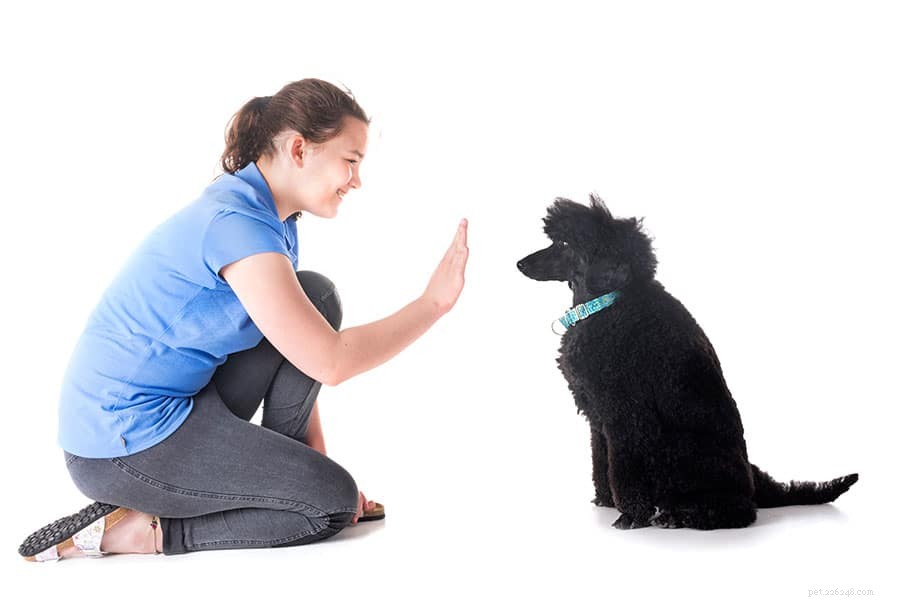 Os melhores comandos de treinamento para cães