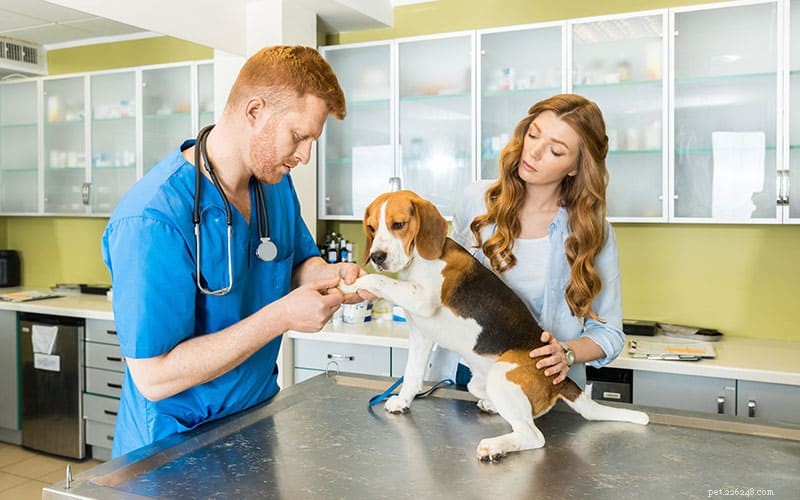 O que preciso saber sobre vacinas para animais de estimação?