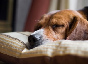 Het einde van de zomertijd en uw hond