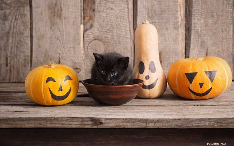 Como você pode comemorar o Halloween com seu animal de estimação