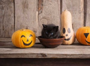 Jak můžete oslavit Halloween se svým mazlíčkem