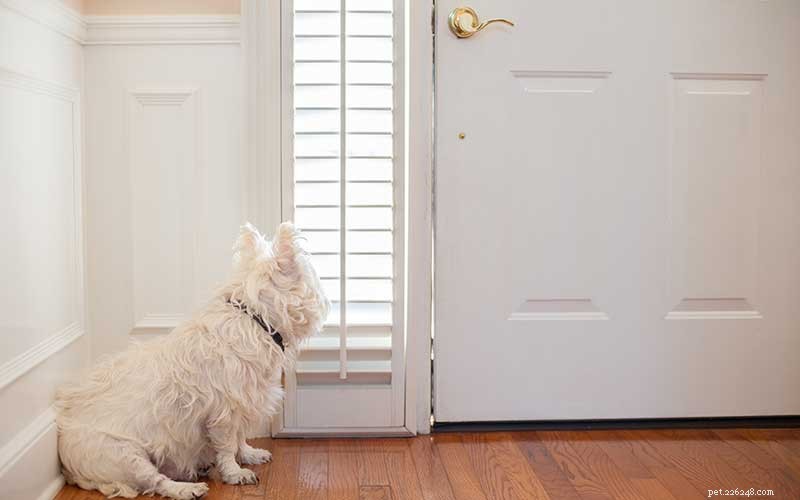 Fem steg för att hålla din hund från att ha separationsångest