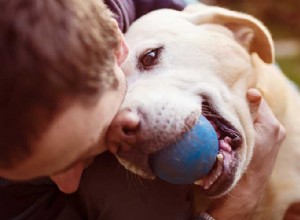 Garde d animaux 101 – Être un excellent gardien d animaux