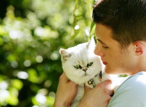 7 důvodů, proč milujeme kočky