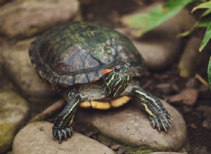 Schildpadtankgids