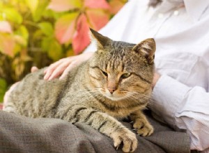 あなたの猫のゴールデンイヤーが最高であることを確認する方法 