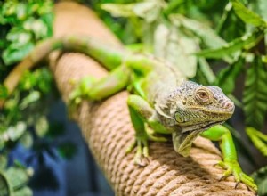 L heure du bain pour les reptiles