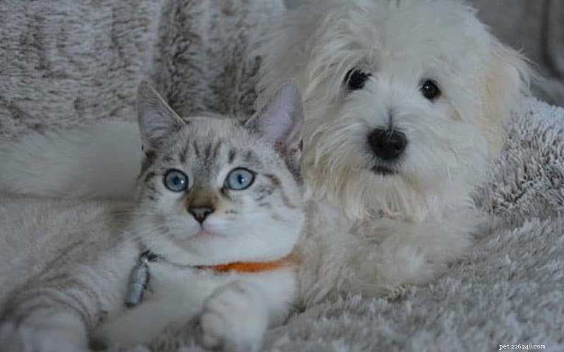 Праздничные подарки, приятные для домашних животных:советы по покупке собак или кошек в вашей жизни