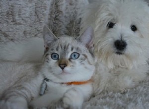 Huisdiervriendelijke kerstcadeaus:winkeltips voor de hond of kat in je leven