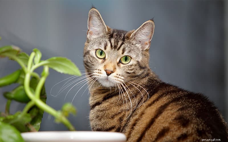 8 věcí, které musíte zvážit při adopci kočky