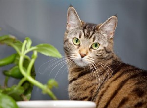 8 dingen die u moet overwegen bij het adopteren van een kat