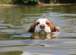 Как я могу защитить своего питомца от опасных синих водорослей?