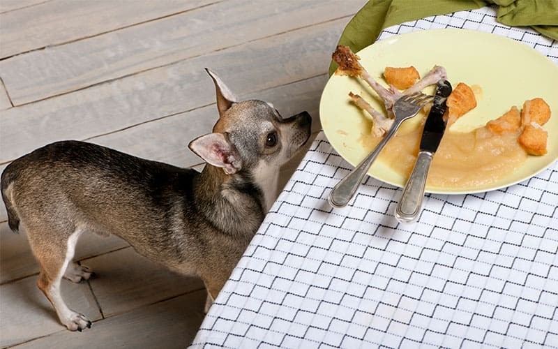 Следует ли позволять собаке есть объедки со стола