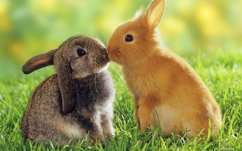10 skäl till varför kaniner är coola husdjur
