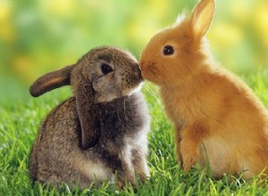 토끼가 멋진 애완동물인 10가지 이유