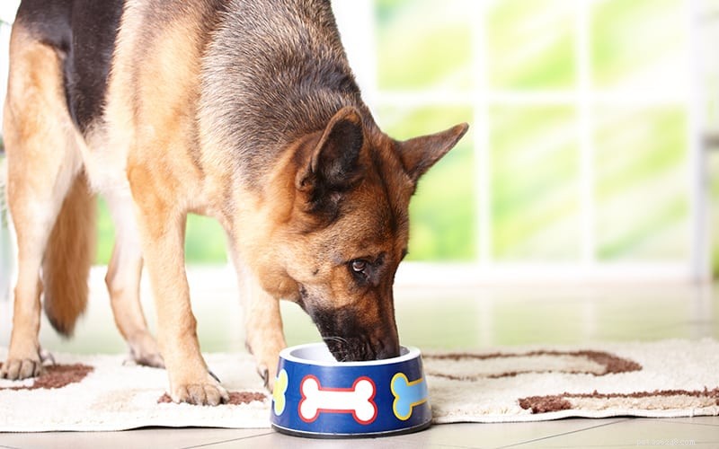 Nourrir un chien avec un estomac délicat