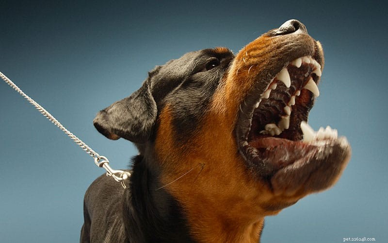 Почему некоторые собаки агрессивны