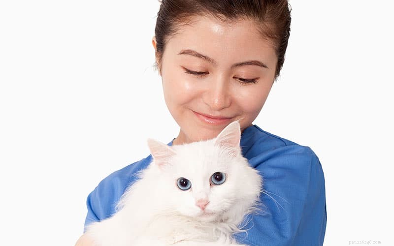 Инфекции FeLV и FIV у кошек