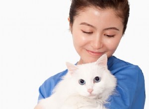 Infections par le FeLV et le FIV chez les chats