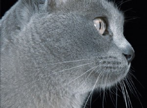 Snorharenvermoeidheid bij katten