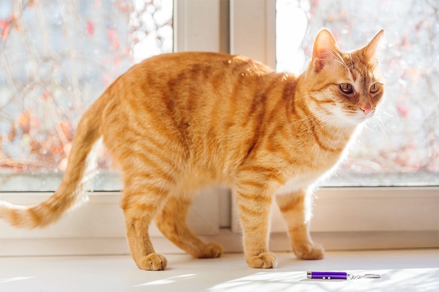 Kočky a laserová ukazovátka – Pochopení úhlu pohledu vaší kočky