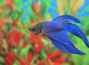 Poisson Betta 101