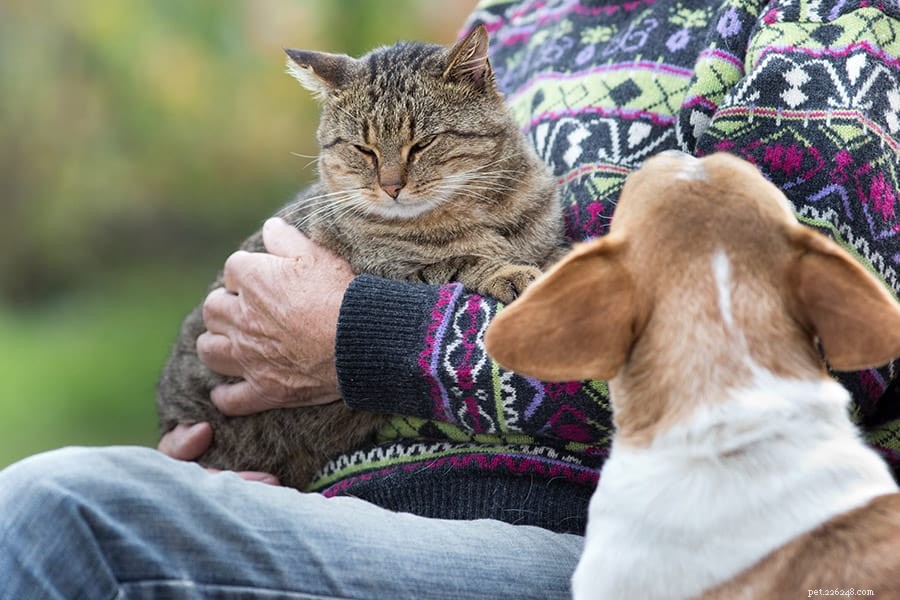 질투하는 애완동물:무엇을 찾고 어떻게 대응해야 할까요? 