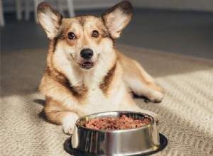 犬のうるさい食べる人への対処 