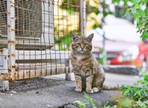 Hoe dakloze huisdieren in Gwinnett County te helpen (zonder ze allemaal te adopteren!)