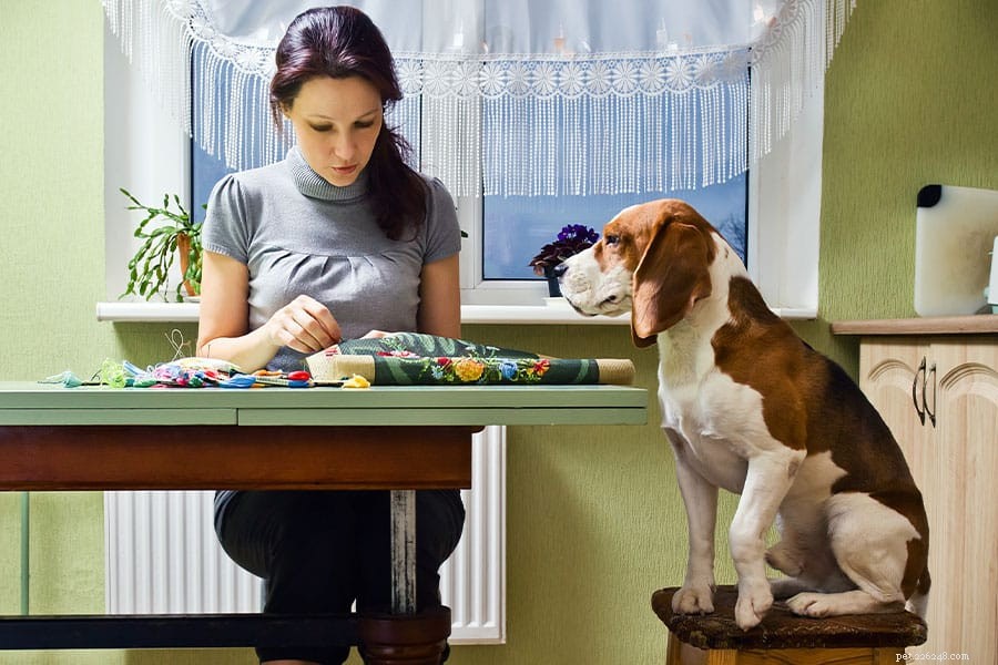DIY-knutsels en kerstcadeaus voor huisdieren