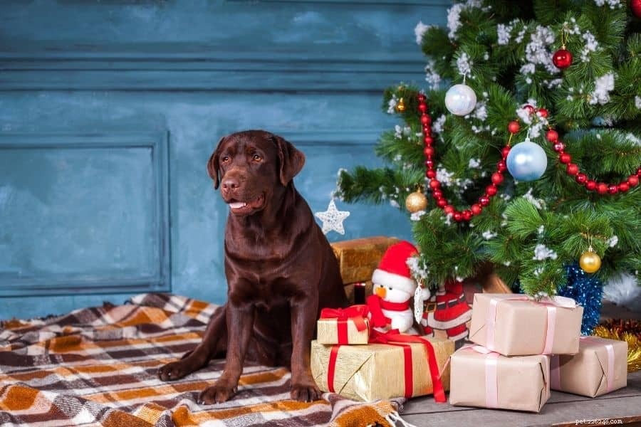 クリスマスツリーと犬の安全 