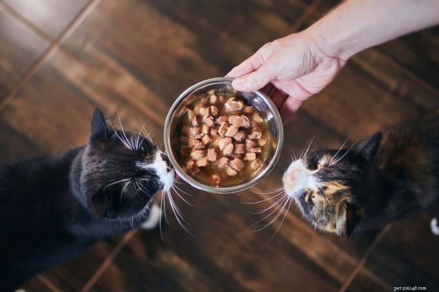 Cibi e gatti ad alto contenuto proteico
