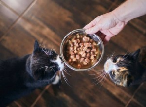 Aliments riches en protéines et chats