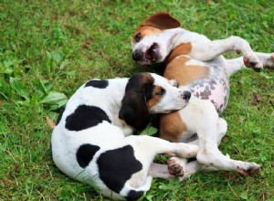 中型犬の健康維持 