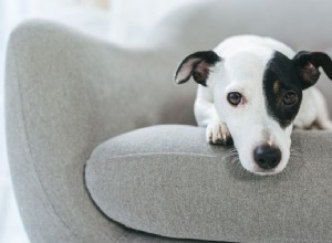 Maagklachten bij honden