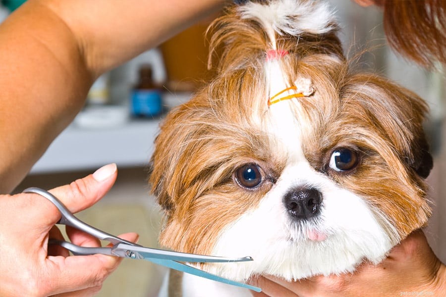 Grooming Secrets for Dogs