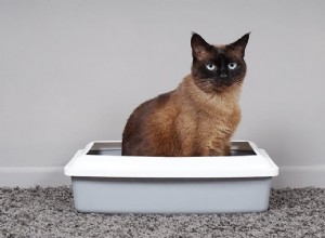 Stop met katten die buiten de kattenbak plassen