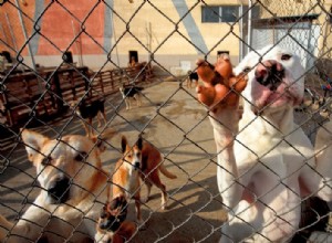 Hoe word je een pleeggezin:een tijdelijk huis bieden aan honden in nood!