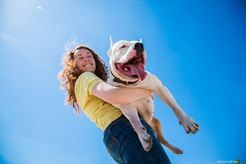 Hur man blir en hundfoster:Tillhandahålla ett tillfälligt hem för behövande hundar!