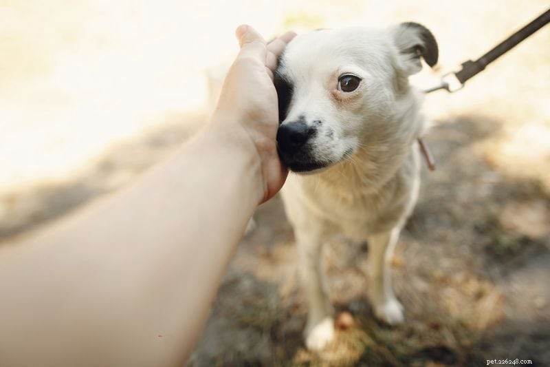 Hoe word je een pleeggezin:een tijdelijk huis bieden aan honden in nood!