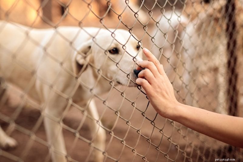 Come diventare un affidatario di cani:fornire una casa temporanea per i cani bisognosi!