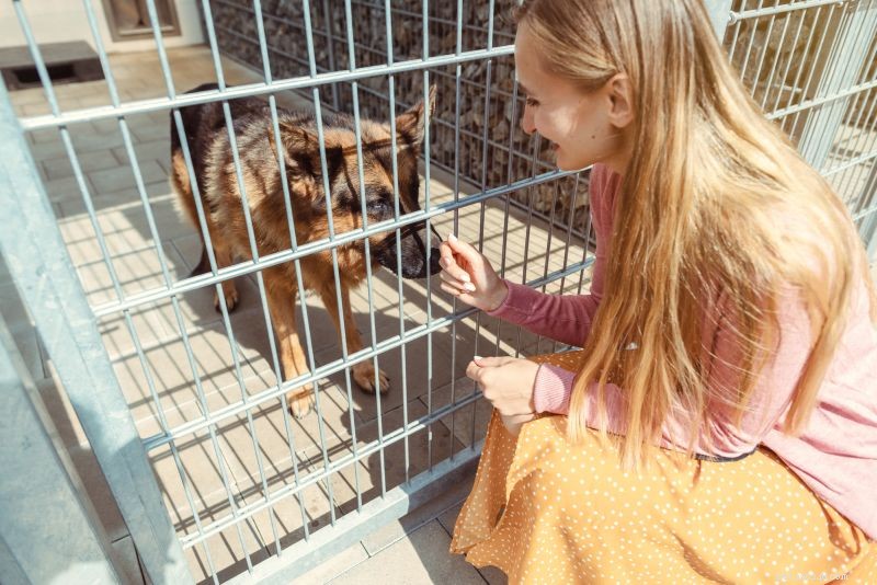 犬の里親になる方法：困っている犬に一時的な家を提供する！ 