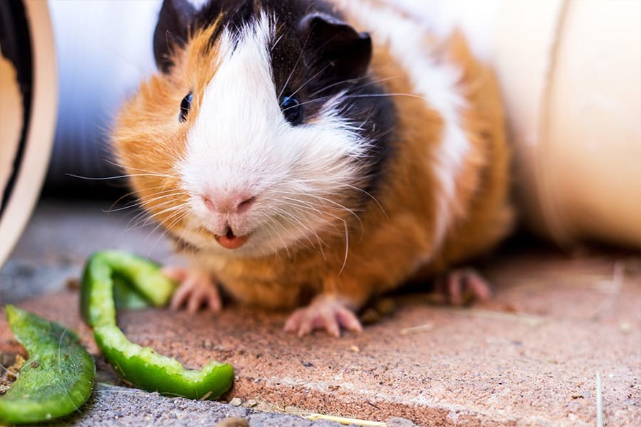The Diet of a Guinea Pig