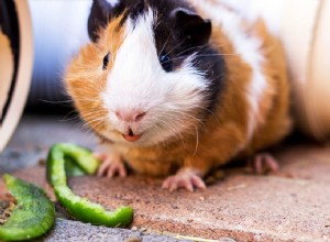 Het dieet van een cavia