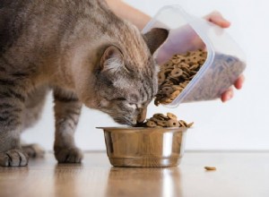 Что такое пробиотики для кошек?