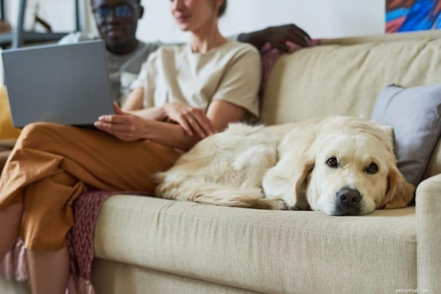 Che cos è la dilatazione gastrica e il volvolo nei cani? Come proteggere il tuo cucciolo