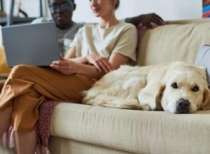 Wat is maagdilatatie en volvulus bij honden? Hoe u uw pup veilig kunt houden