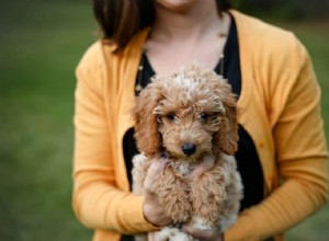 Pourquoi avez-vous besoin d un Golden Doodle - Le chien de créateur parfait